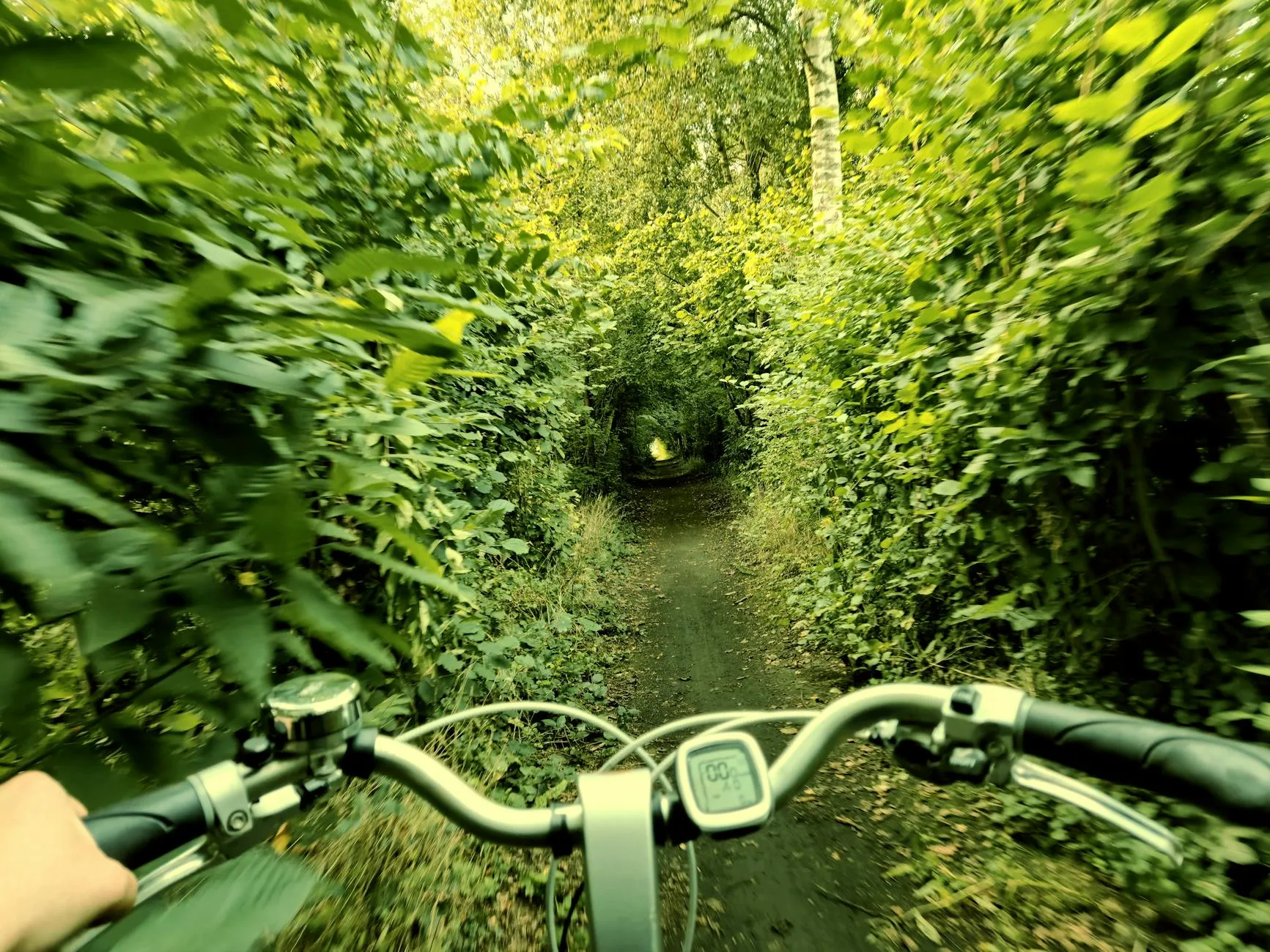 Cycling trail through a forest in nature