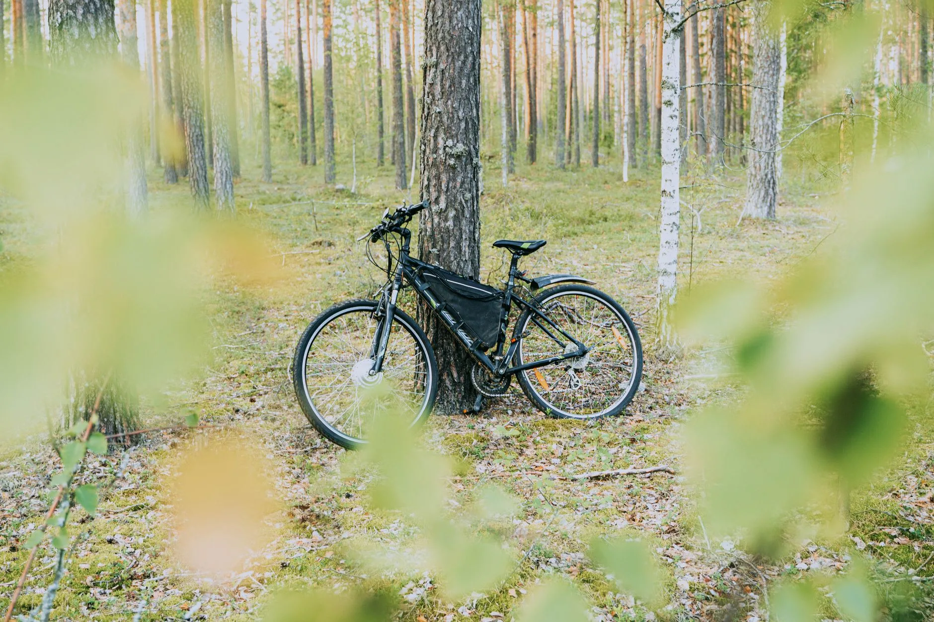E-bike in forest terrain for Yorkshire Moors route planning